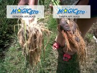 Perbandingan Kesehatan Akar Dengan Dan Tanpa MAGICgro