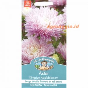 Mr. F ASTER Kingsize Appleblossom
