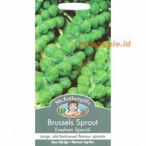 Mr. F BRUSSELS SPROUT Evesham Special