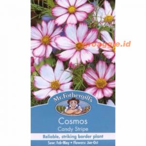 Mr. F COSMOS Candy Stripe