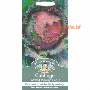 Mr. F CABBAGE (Savoy) January King 3