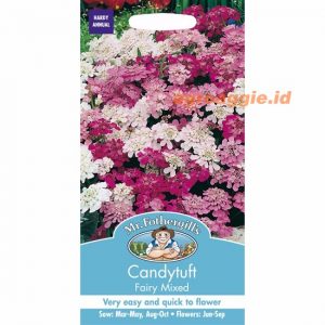 Mr. F Bunga CANDYTUFT Fairy Mixed