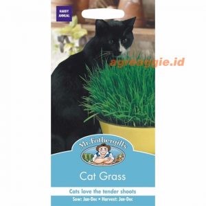 Mr. F CAT GRASS Avena sativa