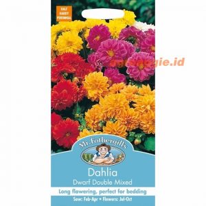 Mr. F DAHLIA Dwarf Double Mixed