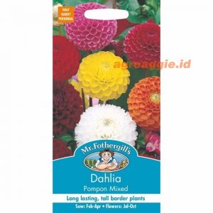 Mr. F DAHLIA Pompon Mixed
