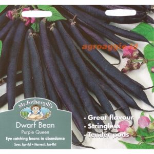 Mr. F DWARF BEAN Purple Queen