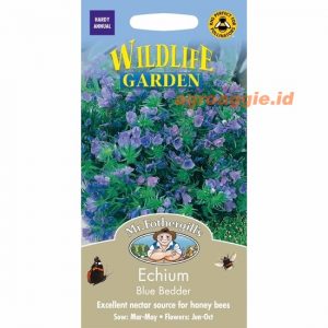 Mr. F ECHIUM Blue Bedder