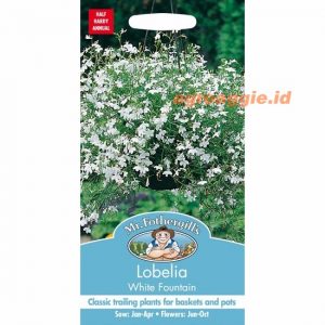 Mr. F LOBELIA White Fountain