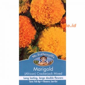Mr. F MARIGOLD (African) Crackerjack Mixed