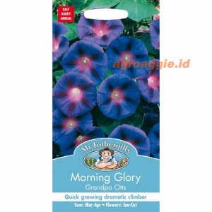 Mr. F MORNING GLORY Grandpa Otts