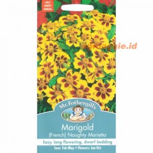 Mr. F MARIGOLD (French) Naughty Marietta