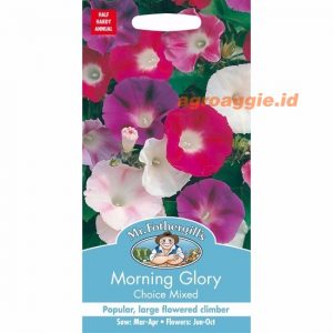 Mr. F MORNING GLORY Choice Mixed