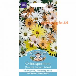 Mr. F OSTEOSPERMUM (Annual) Limpopo