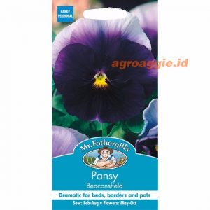 Mr. F PANSY Beaconsfield