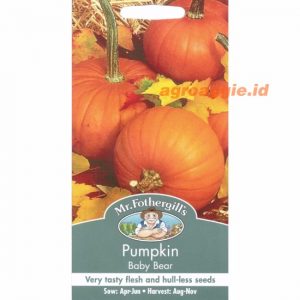 Mr. F PUMPKIN Baby Bear