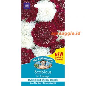 Mr. F SCABIOUS St George