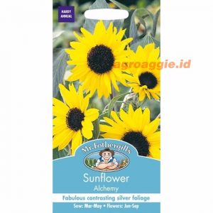 Mr. F SUNFLOWER Alchemy
