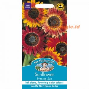 Mr. F SUNFLOWER Evening Sun
