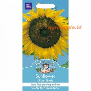 Mr. F SUNFLOWER Giant Single