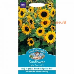 Mr. F SUNFLOWER Little Dorrit