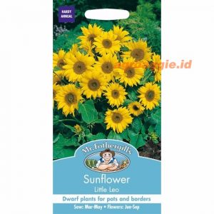 Mr. F SUNFLOWER Little Leo