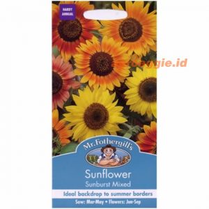 Mr. F SUNFLOWER Sunburst Mixed