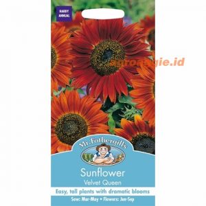 Mr. F Bunga SUNFLOWER Velvet Queen