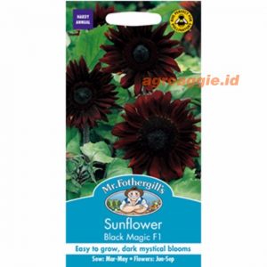 Mr. F SUNFLOWER Black Magic F1