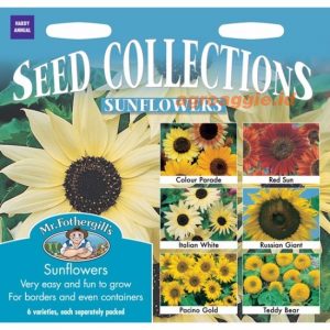 Mr. F SUNFLOWERS COLLECTION