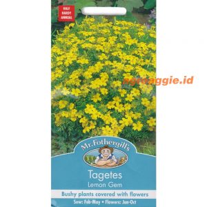 Mr. F TAGETES Lemon Gem