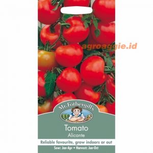 Mr. F TOMATO Alicante