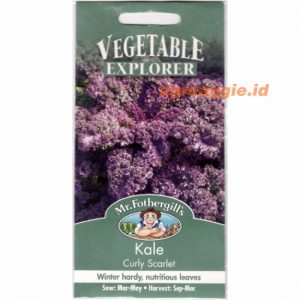 Mr. F KALE Curly Scarlet