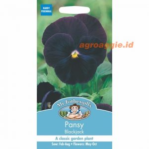 Mr. F PANSY Blackjack