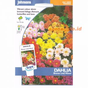 John DAHLIA Bronze Leaf Mixed